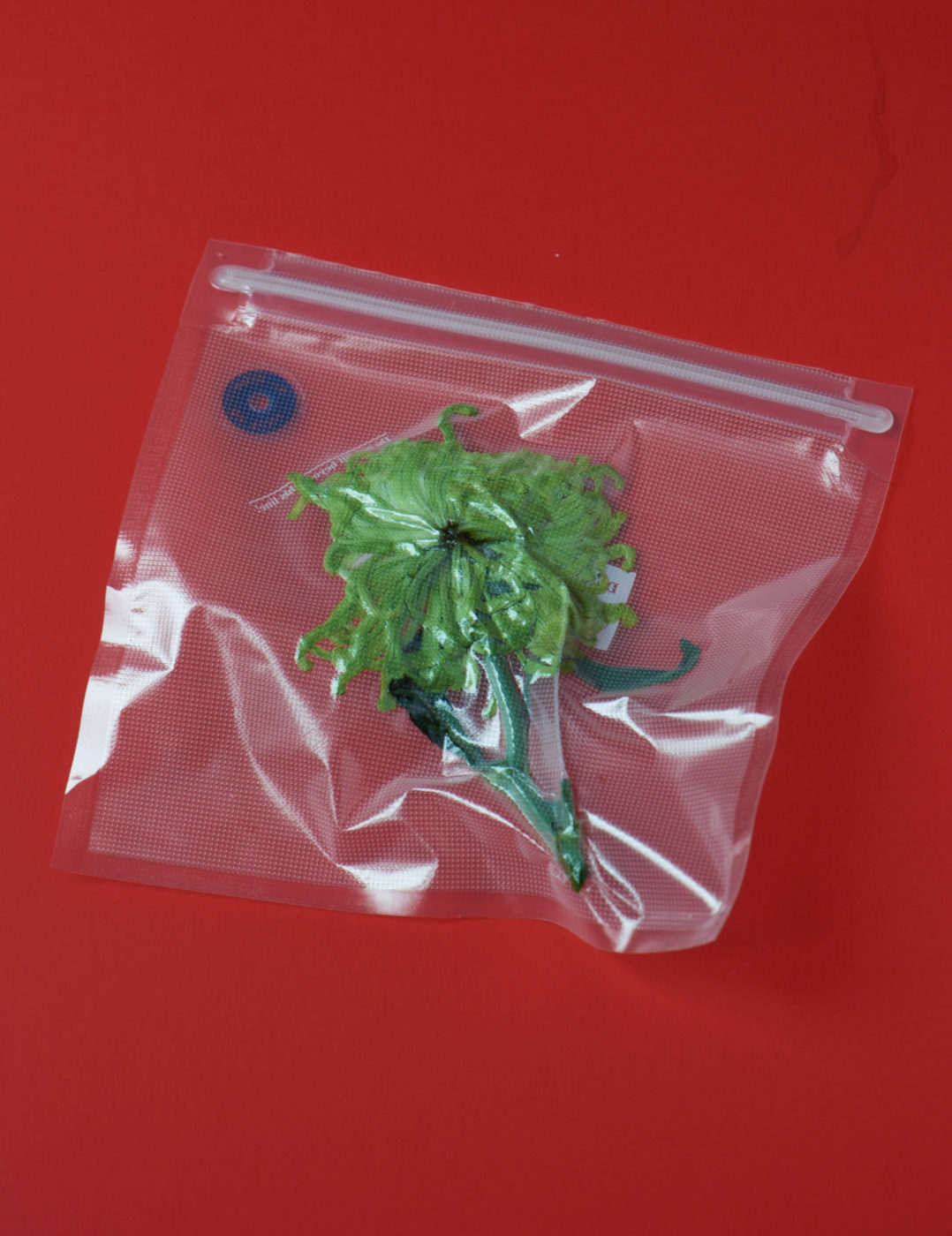 Vacuum Flowers Adam Goodison Photography