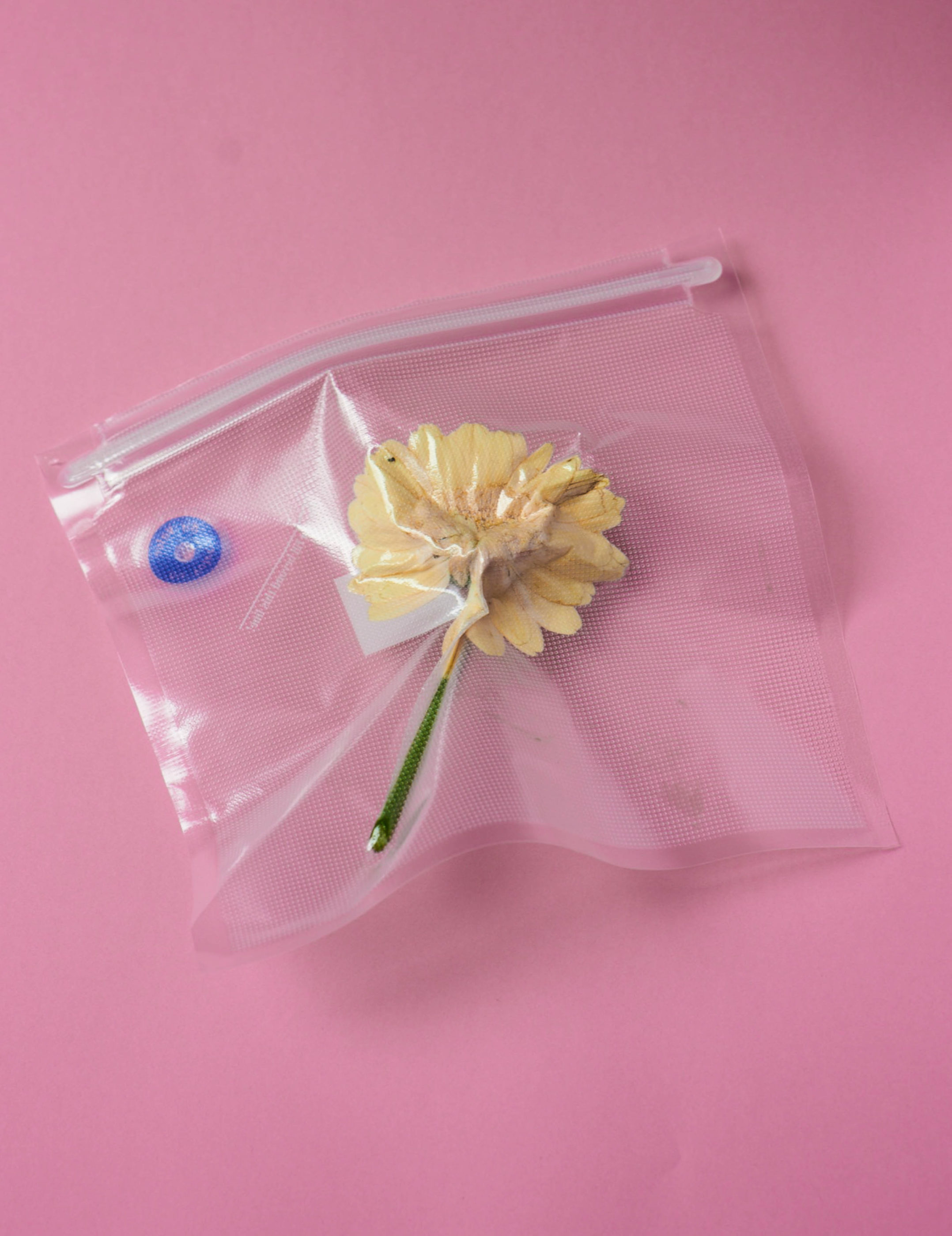 Vacuum Flowers Adam Goodison Photography