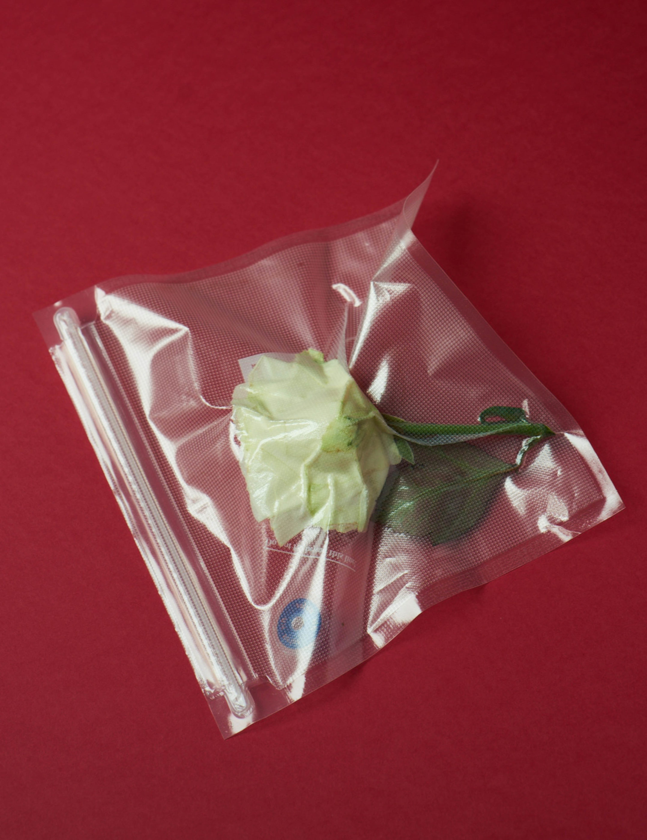 Vacuum Flowers Adam Goodison Photography