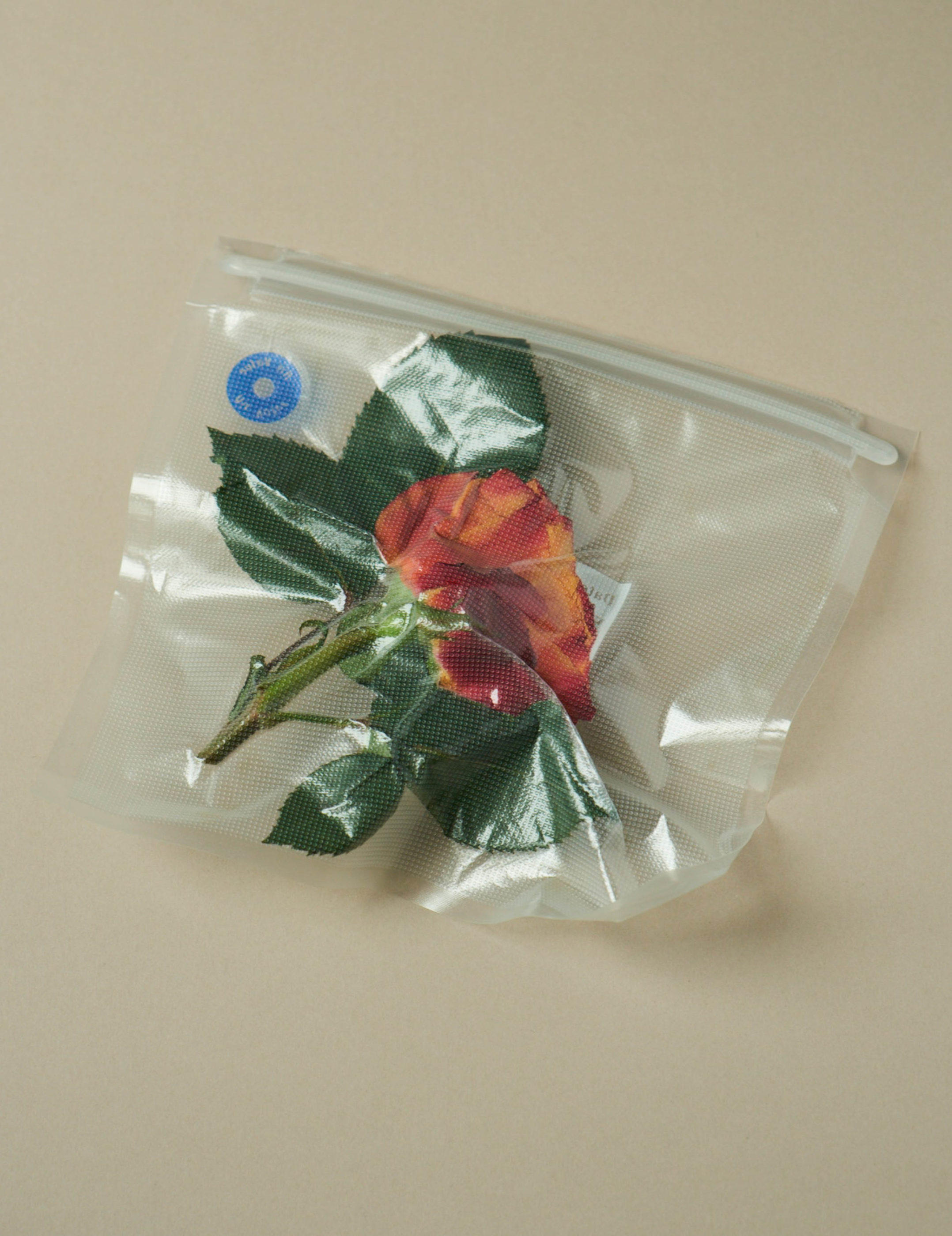 Vacuum Flowers Adam Goodison Photography