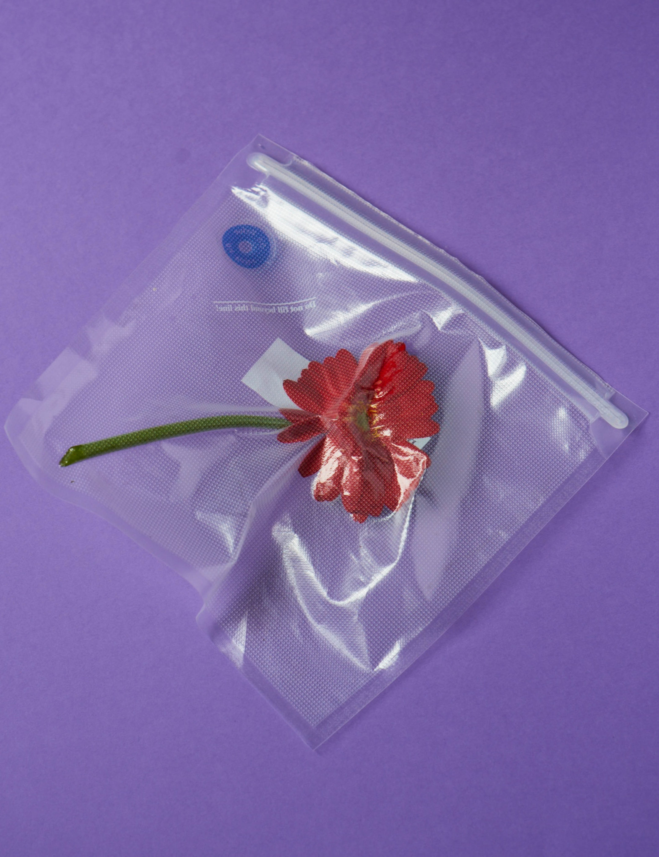 Vacuum Flowers Adam Goodison Photography