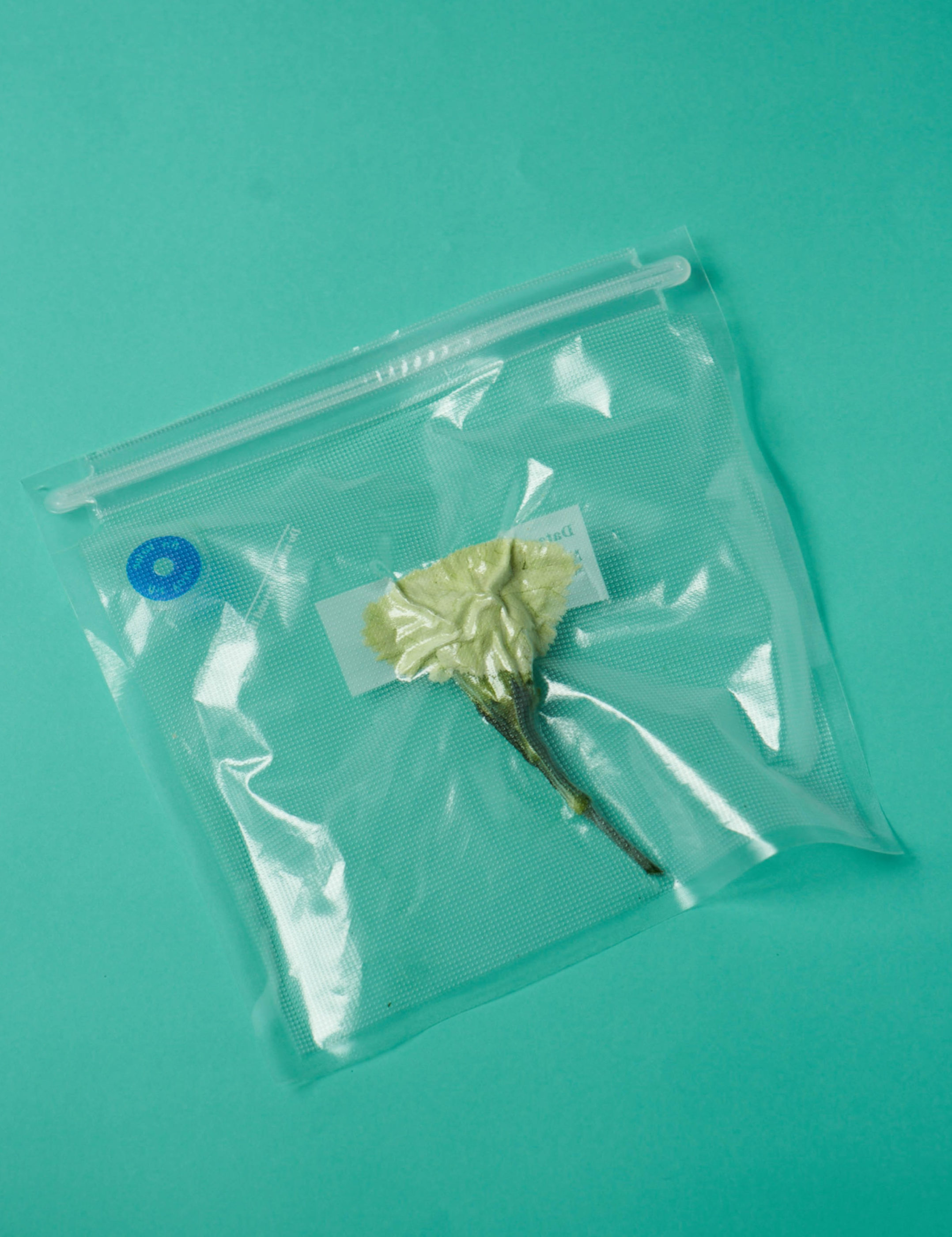 Vacuum Flowers Adam Goodison Photography