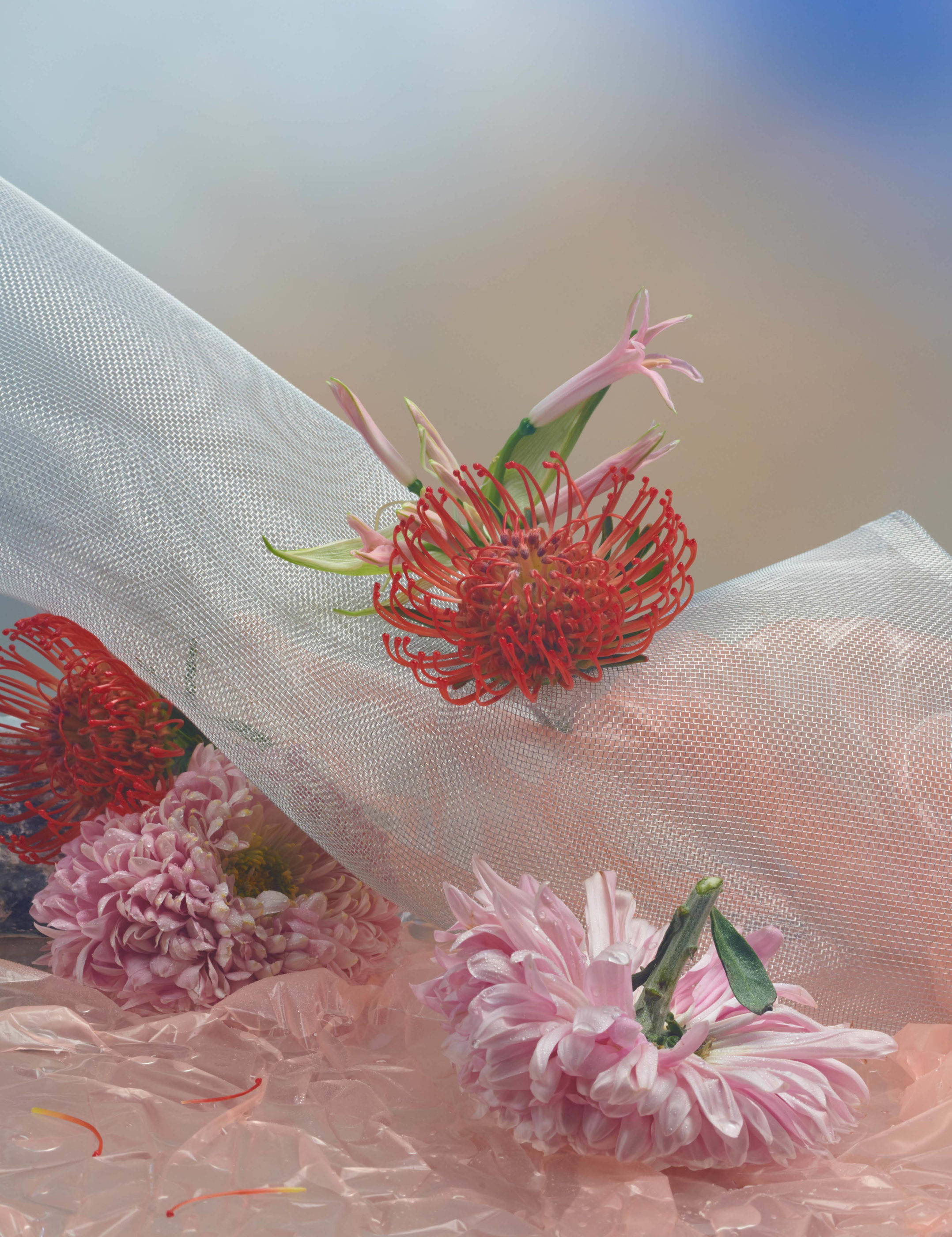 Vacuum Flowers Adam Goodison Photography